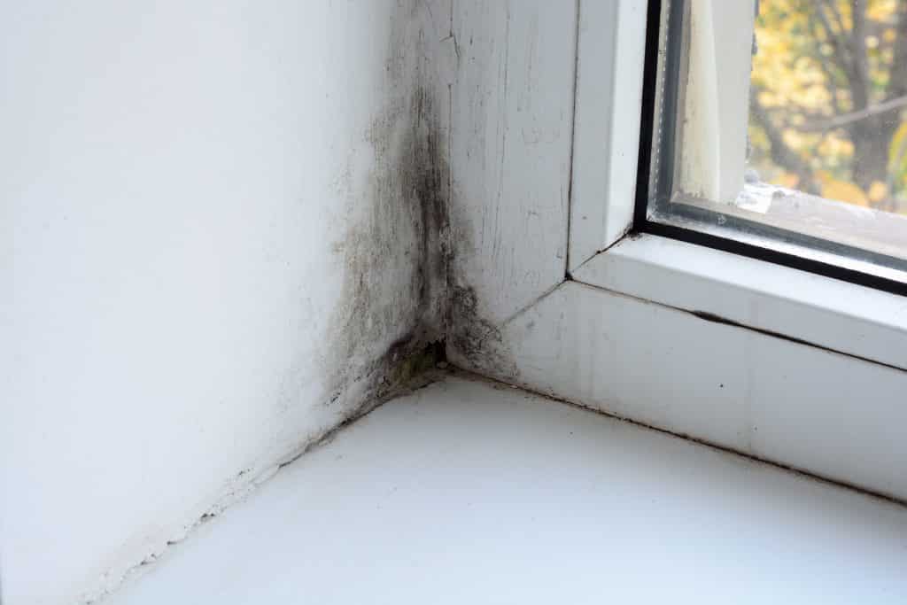 mold growing on window casing that requires mold inspection cost factored in