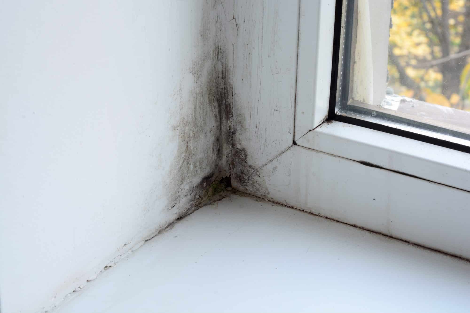 The Truth About Mold on Food - Mold Inspectors of Florida