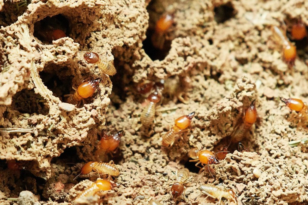 formosan subterranean termites in a nest found during termite inspection