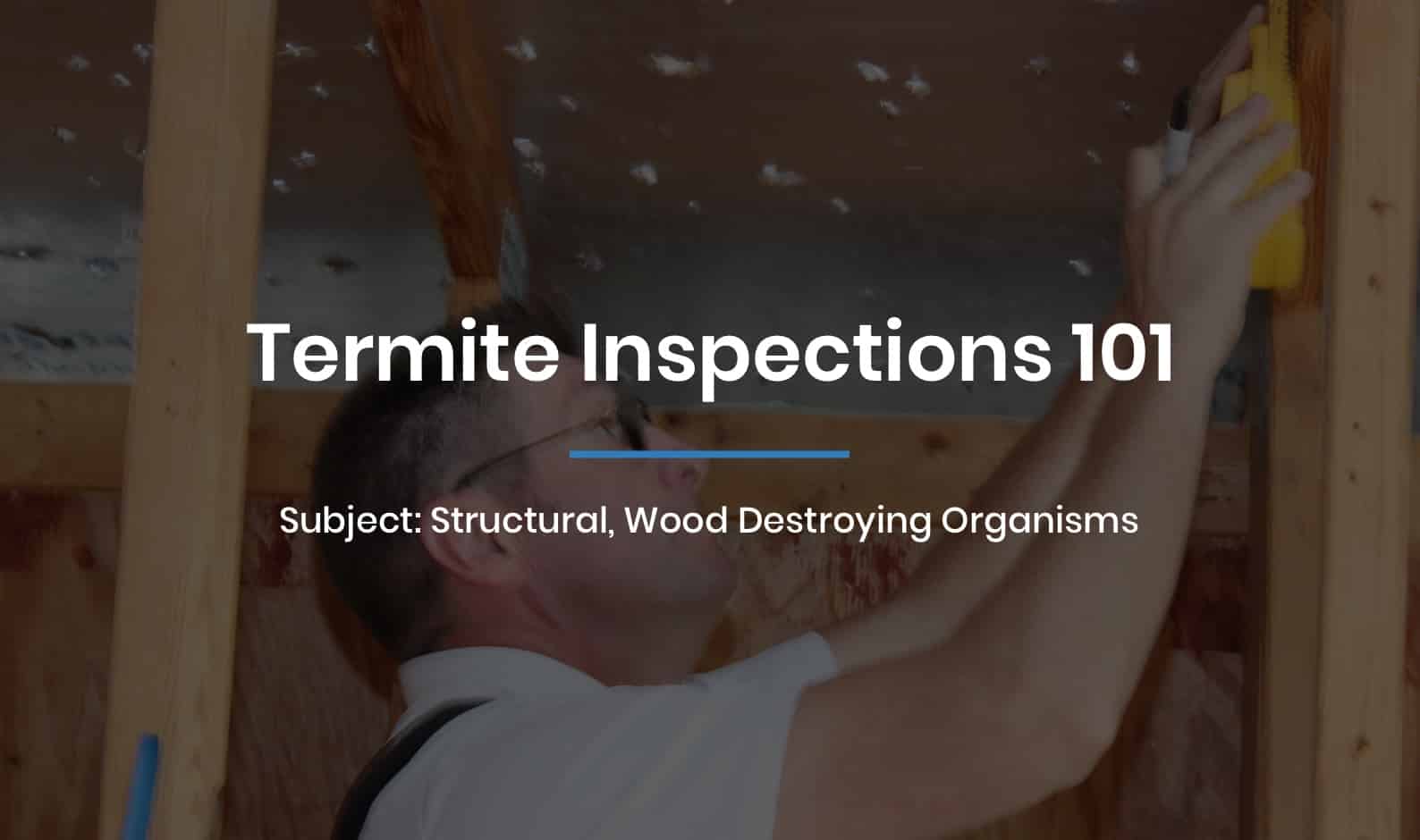Termite inspections 101